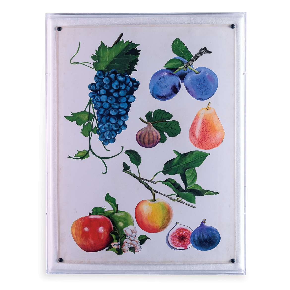 Picture of Fruit II