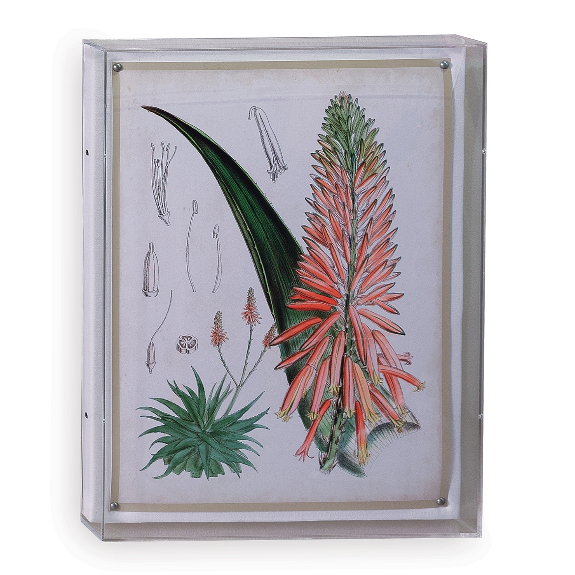 Picture of Tropicals I