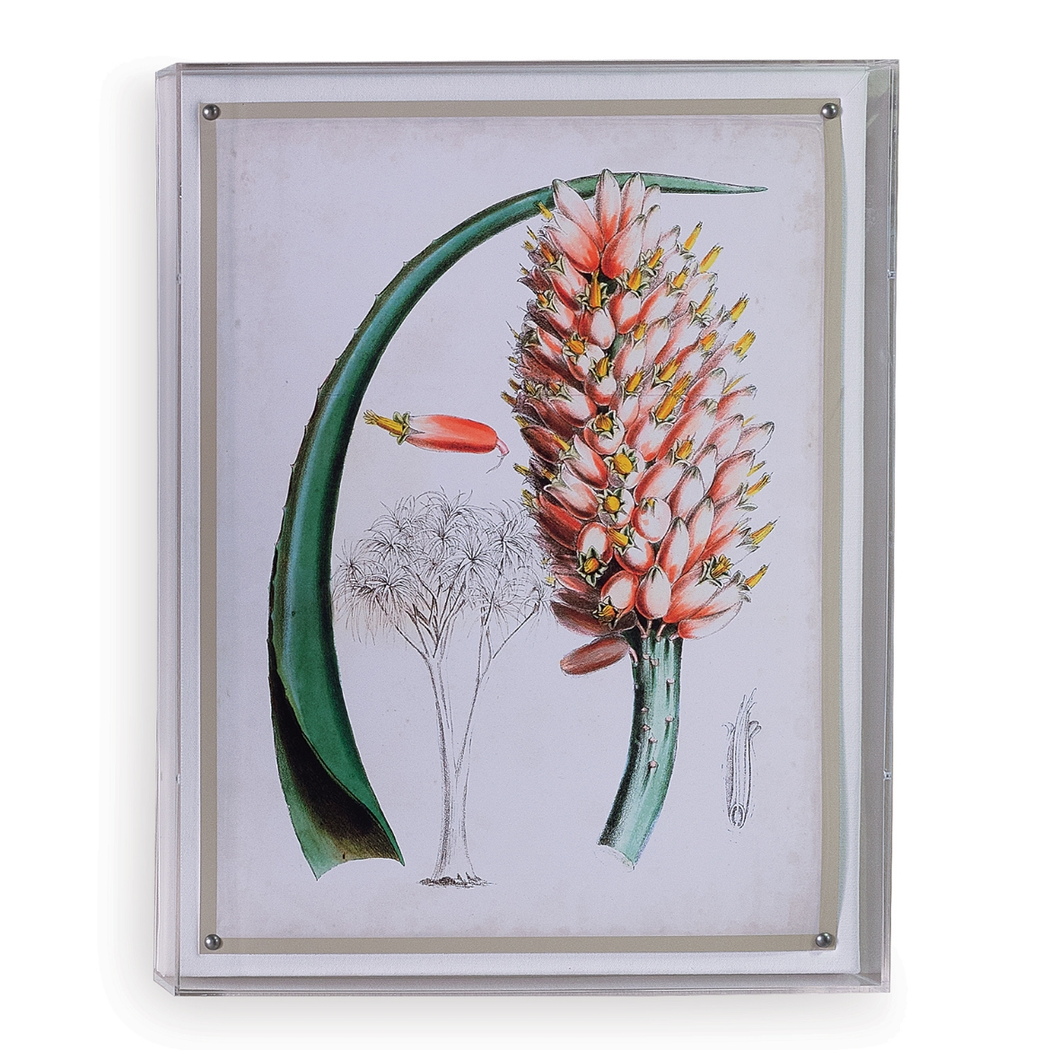 Picture of Tropicals III