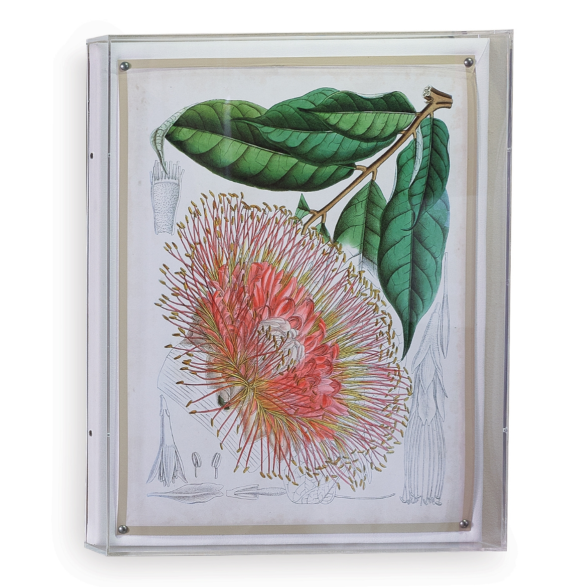 Picture of Tropicals IV