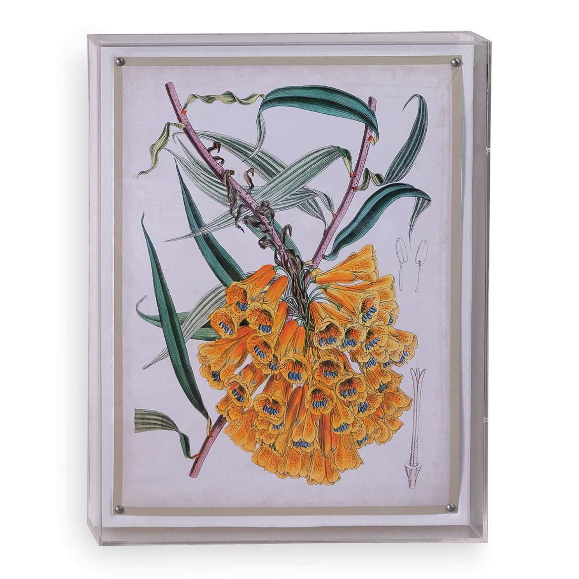 Picture of Tropicals VI