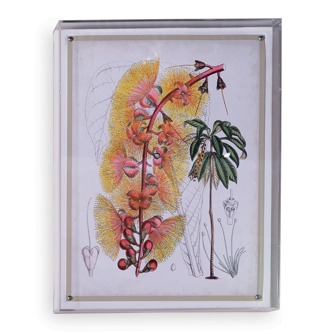Picture of Tropicals VII