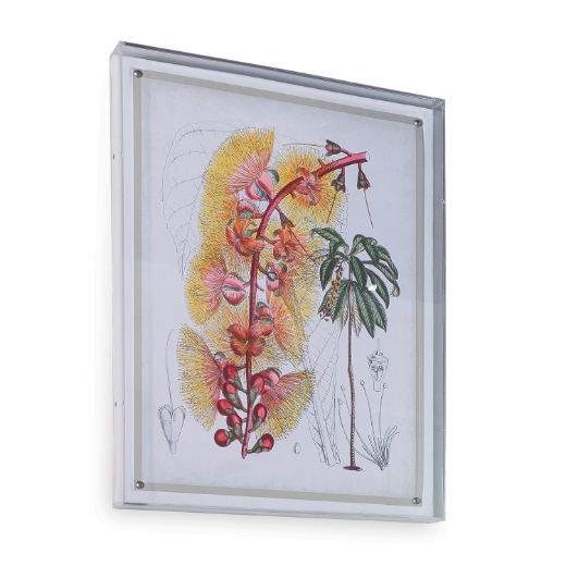 Picture of Tropicals VII