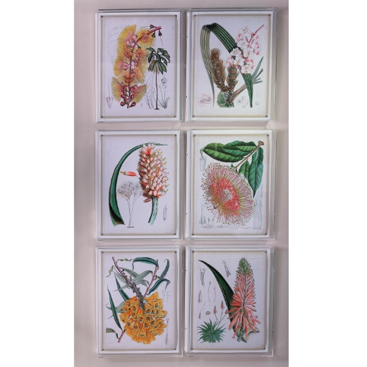 Picture of Tropicals VII
