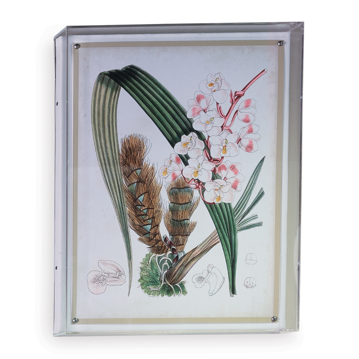 Picture of Tropicals VIII