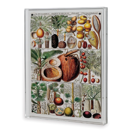 Picture of Palm Chart