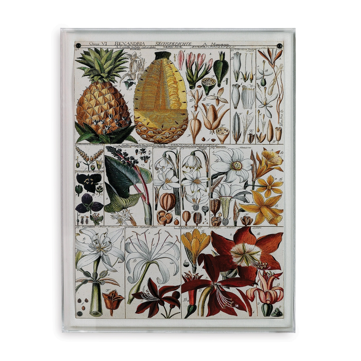 Picture of Pineapple Chart
