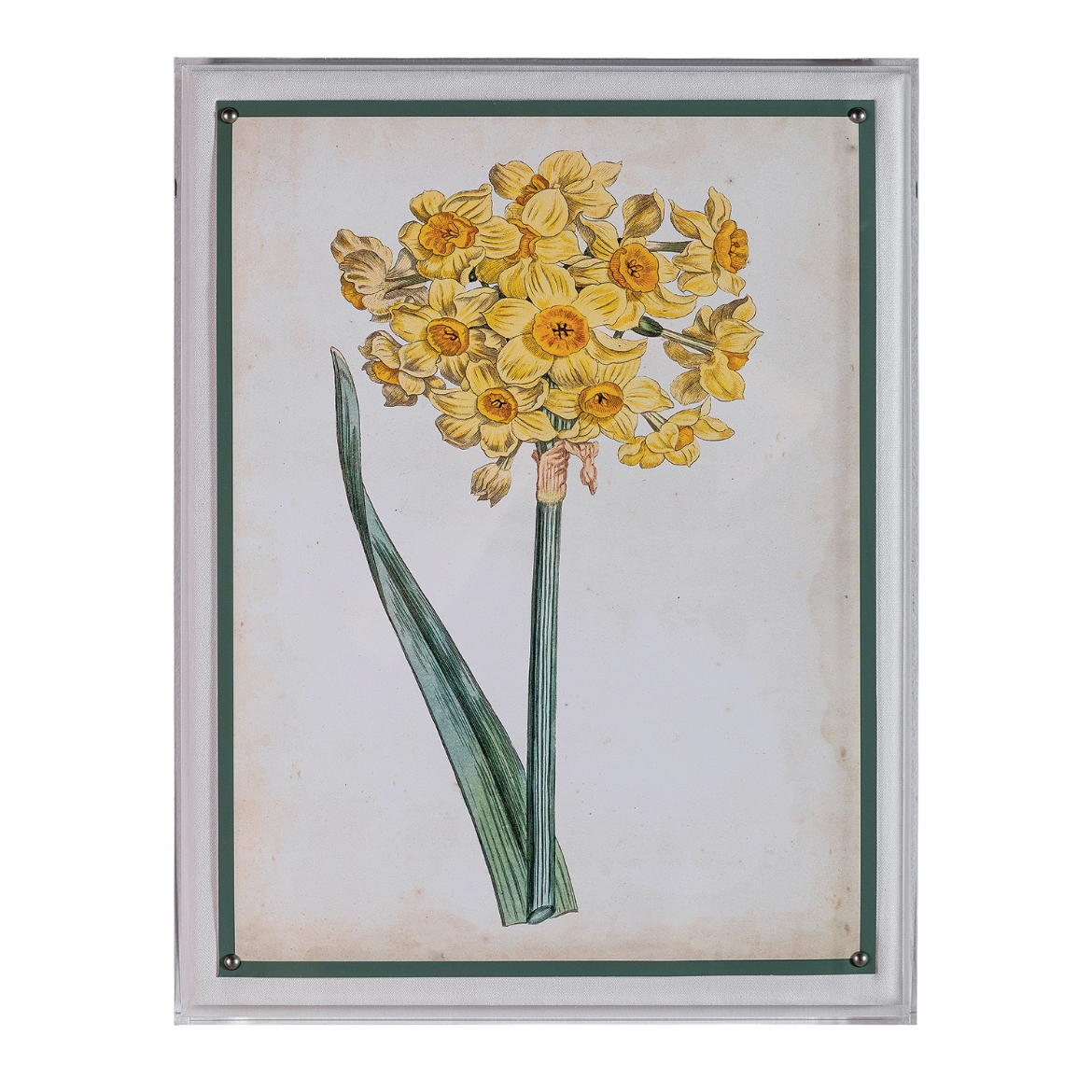 Picture of Narcissus I
