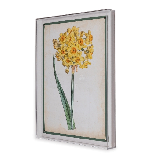 Picture of Narcissus I