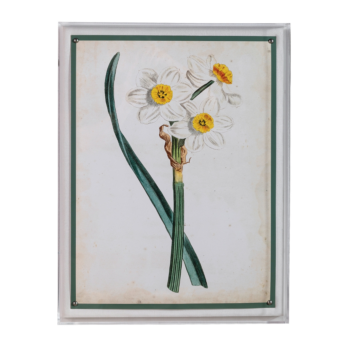 Picture of Narcissus III