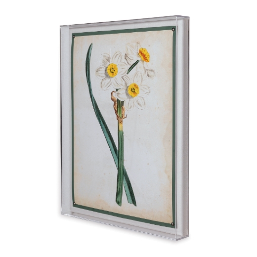 Picture of Narcissus III