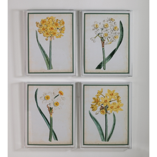 Picture of Narcissus III
