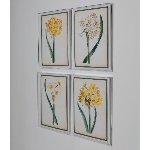 Picture of Narcissus III
