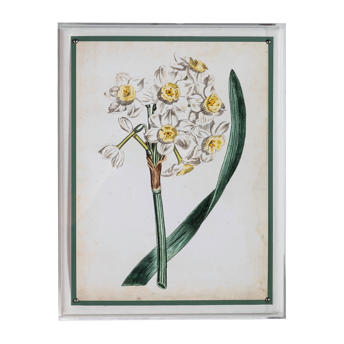Picture of Narcissus IV