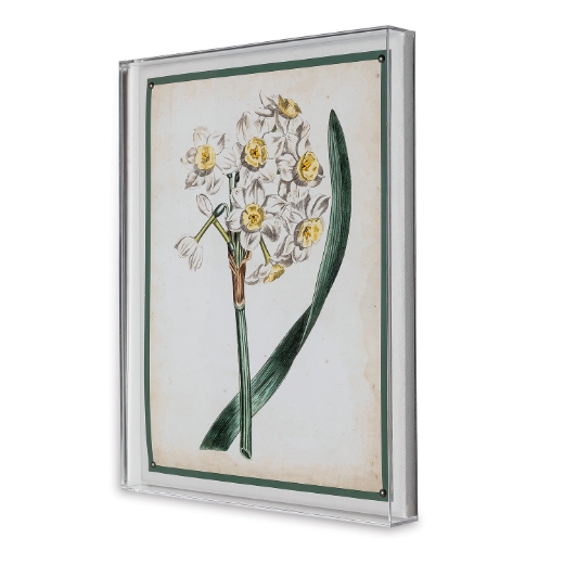Picture of Narcissus IV