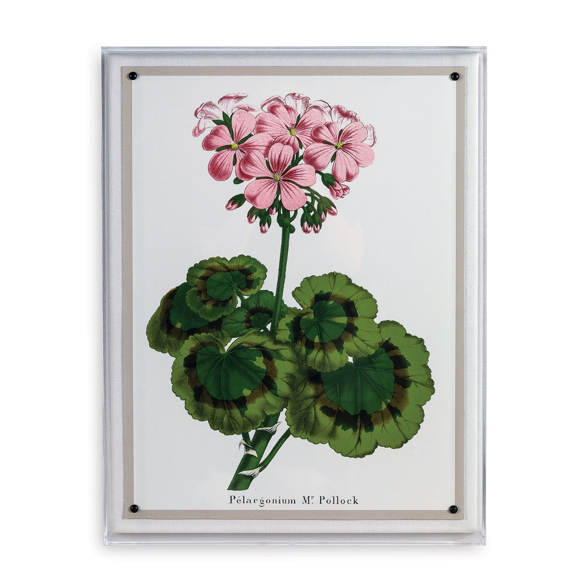 Picture of Geranium II