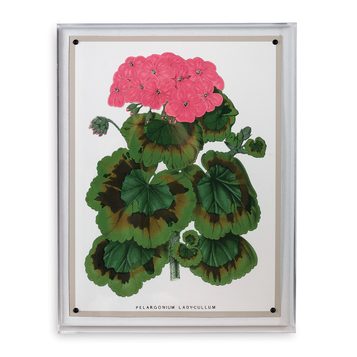 Picture of Geranium III