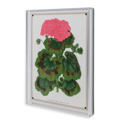 Picture of Geranium III