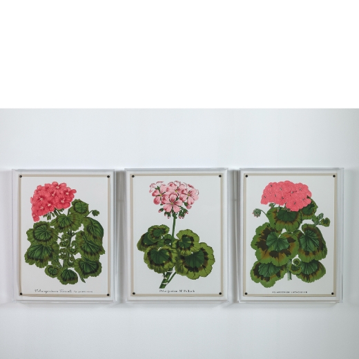 Picture of Geranium III