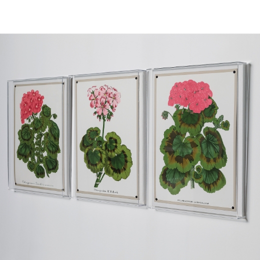 Picture of Geranium III