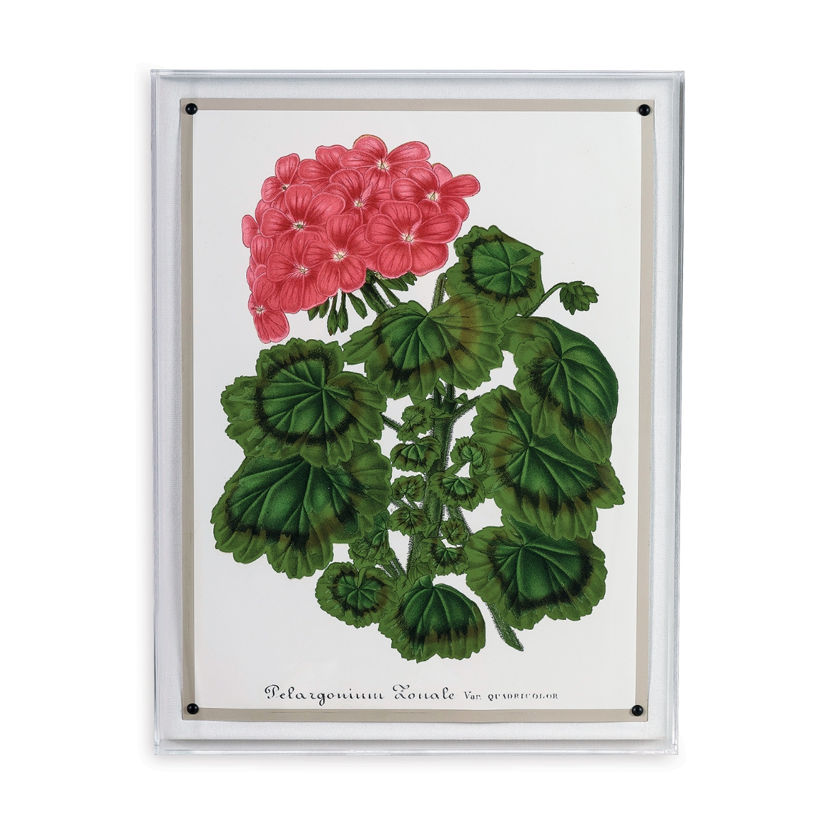 Picture of Geranium I