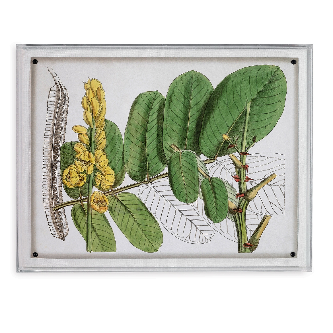 Picture of Tropical Foliage II