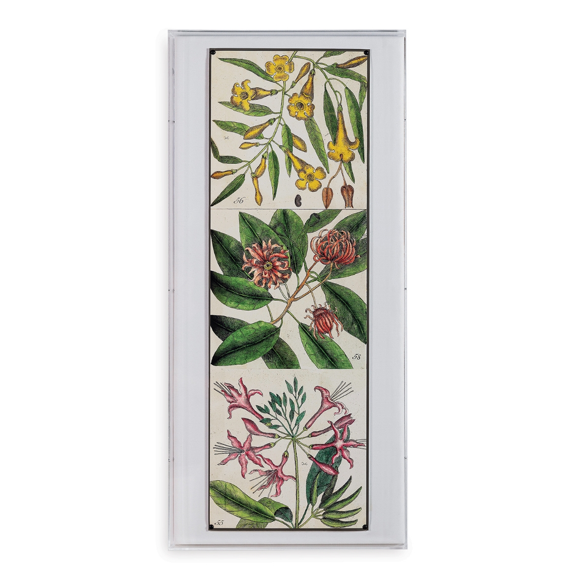 Picture of Catesby Botanical I