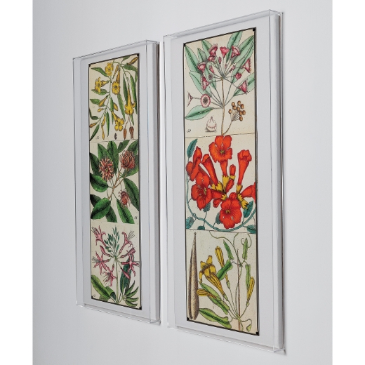 Picture of Catesby Botanical I