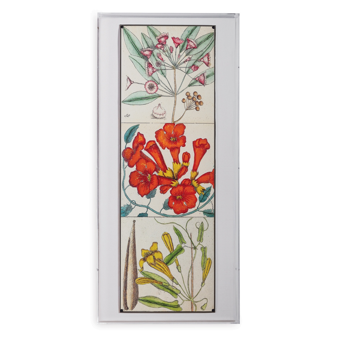 Picture of Catesby Botanical II