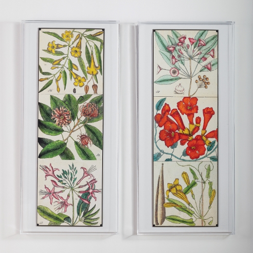 Picture of Catesby Botanical II