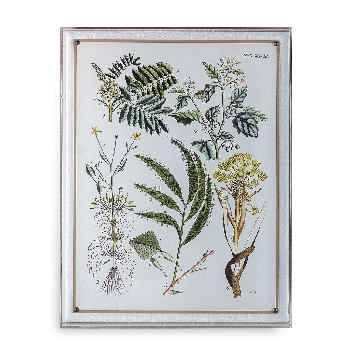 Picture of Ferns I