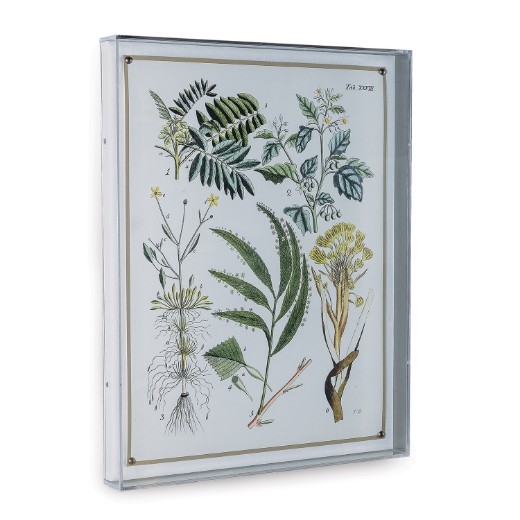 Picture of Ferns I