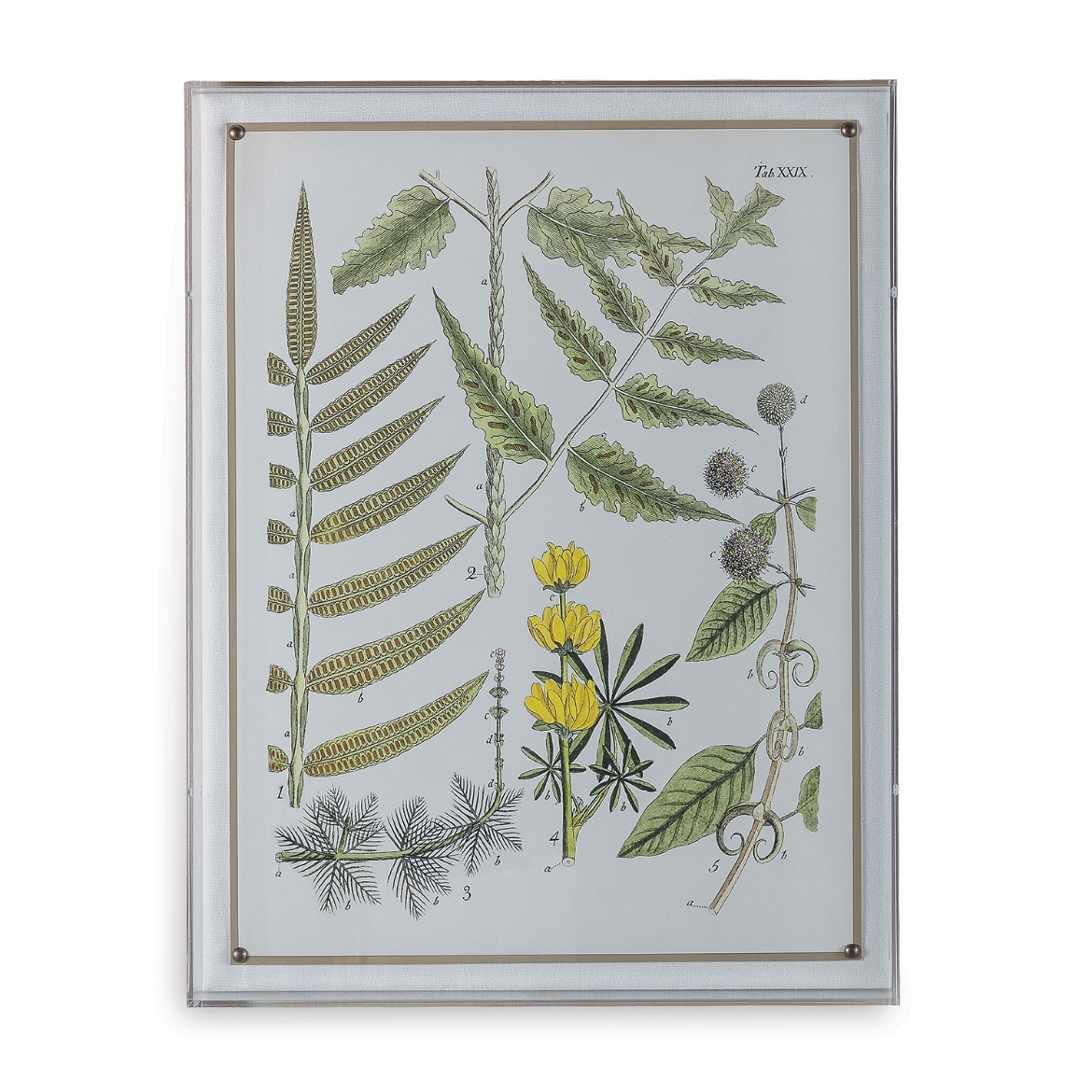 Picture of Ferns II