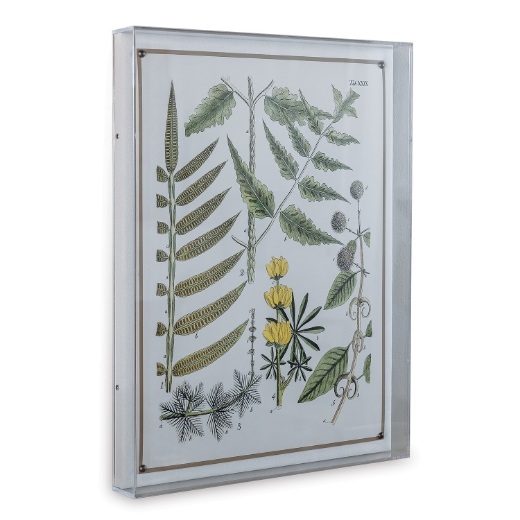 Picture of Ferns II
