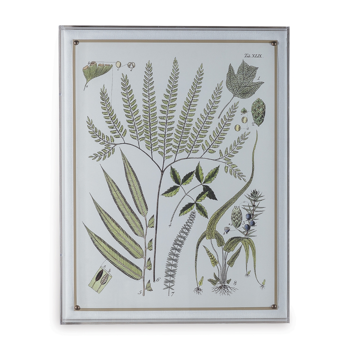Picture of Ferns III