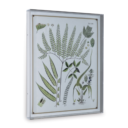 Picture of Ferns III