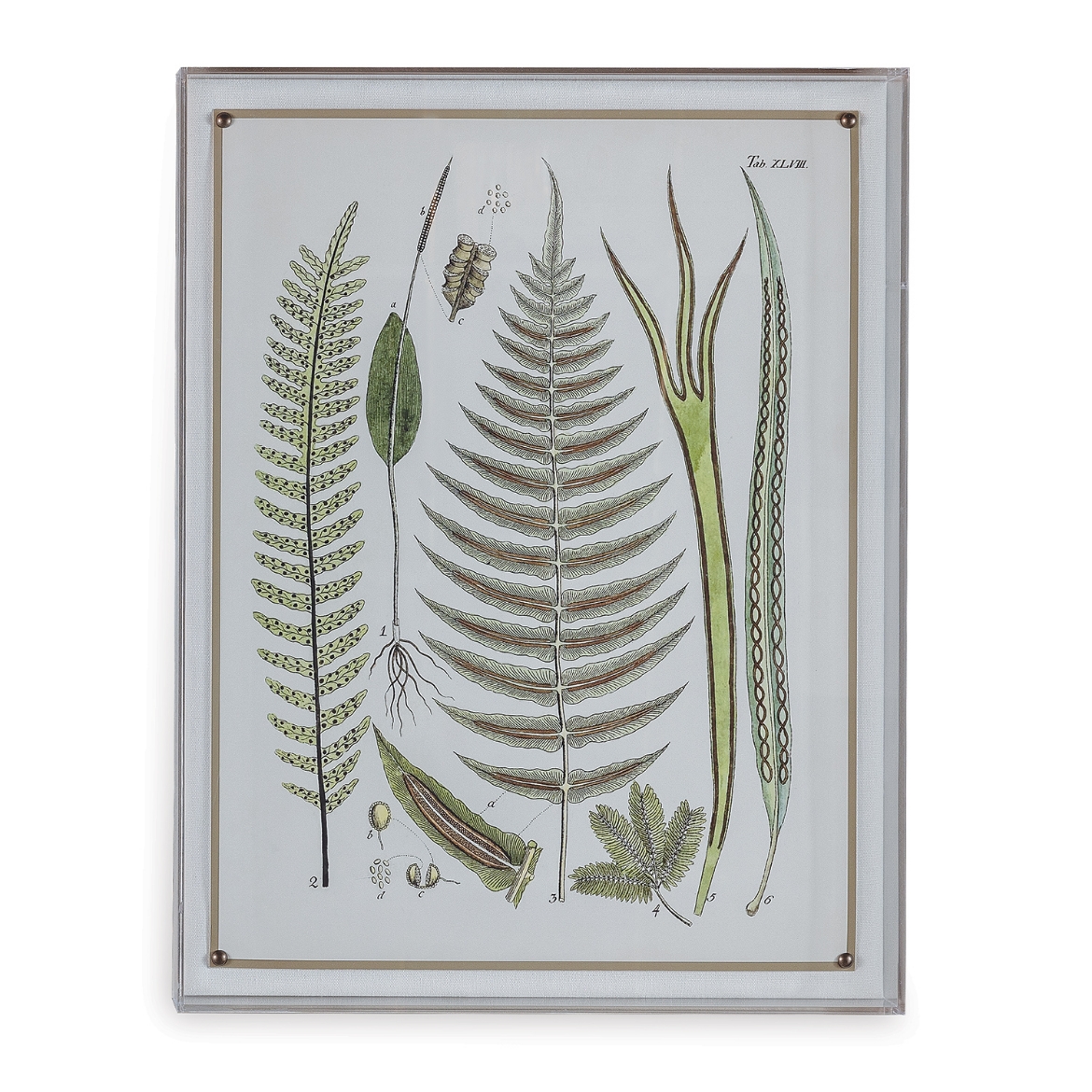 Picture of Ferns V