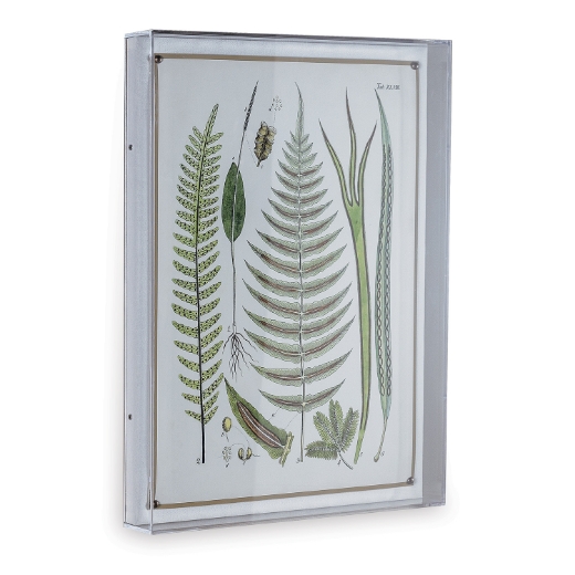 Picture of Ferns V