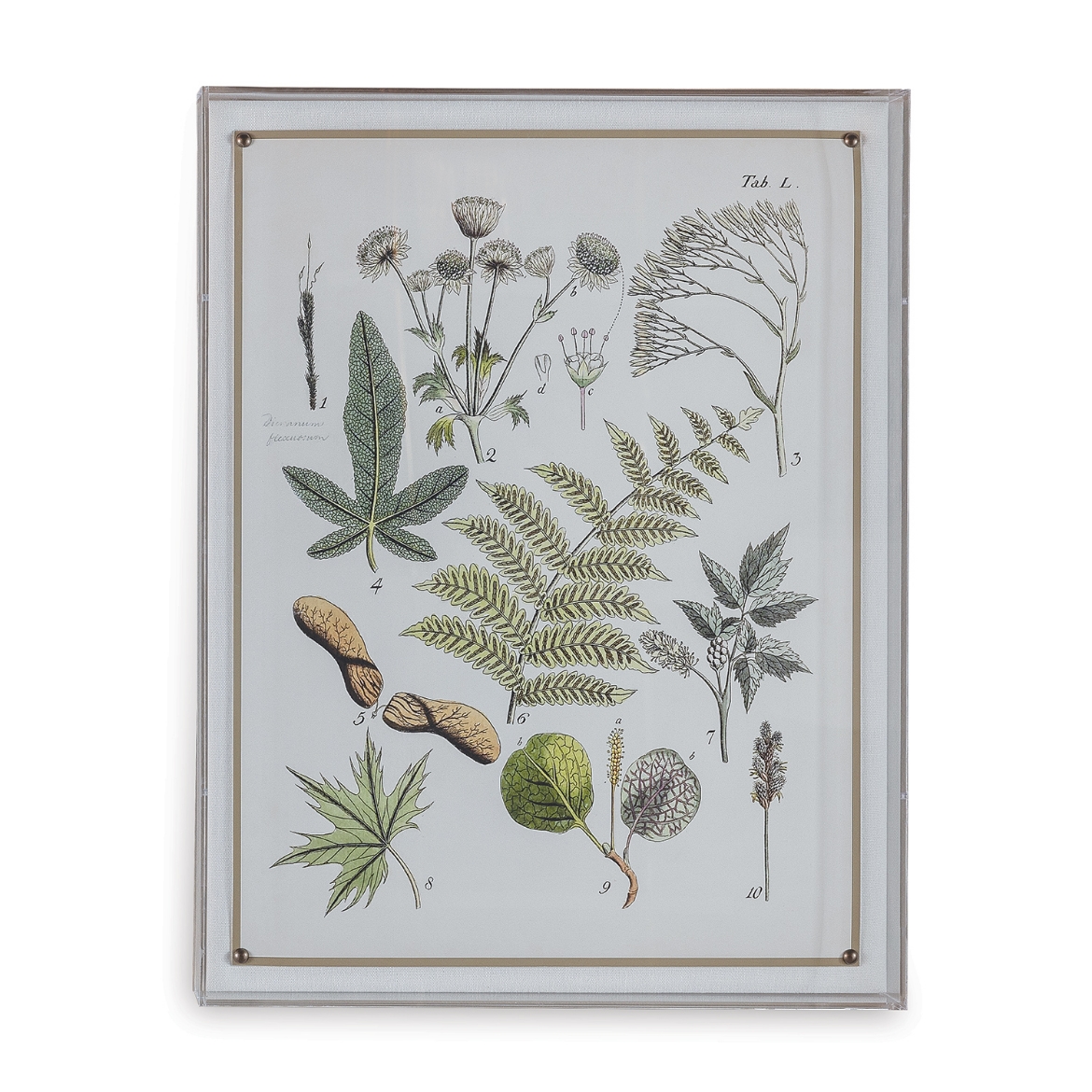 Picture of Ferns VI