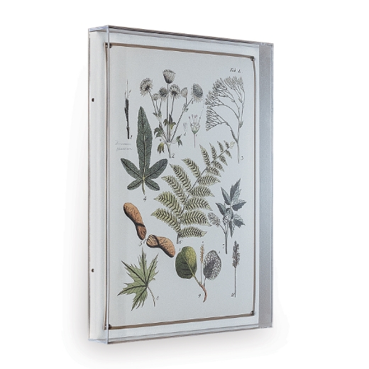 Picture of Ferns VI