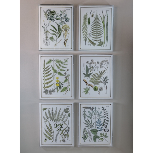Picture of Ferns VI