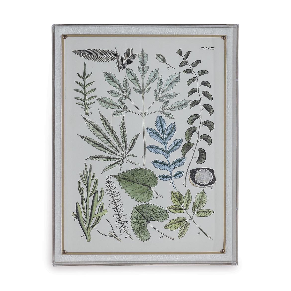Picture of Ferns VII