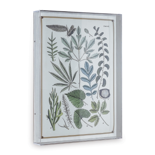 Picture of Ferns VII