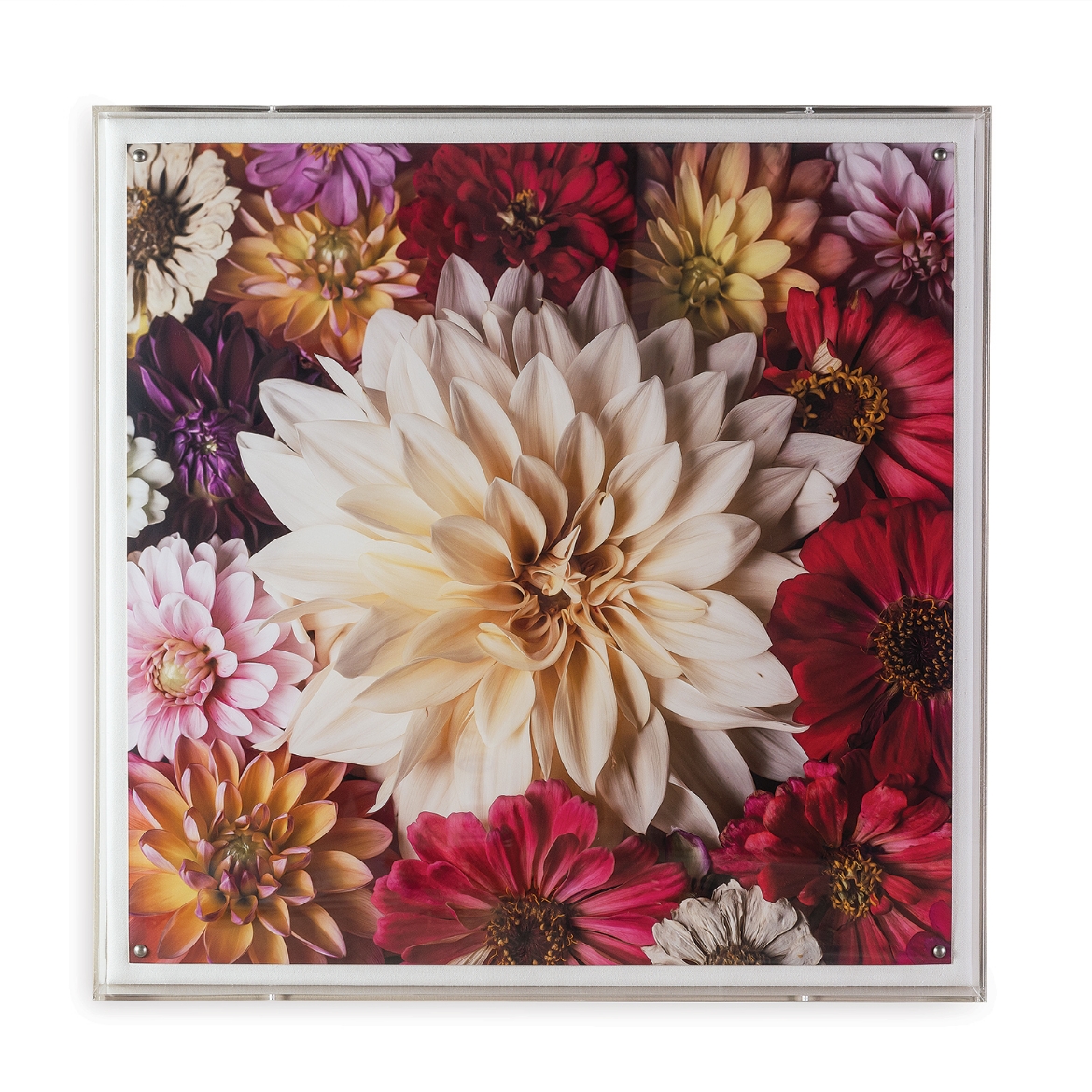 Picture of Dahlia