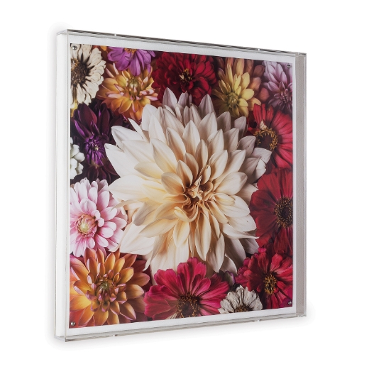 Picture of Dahlia