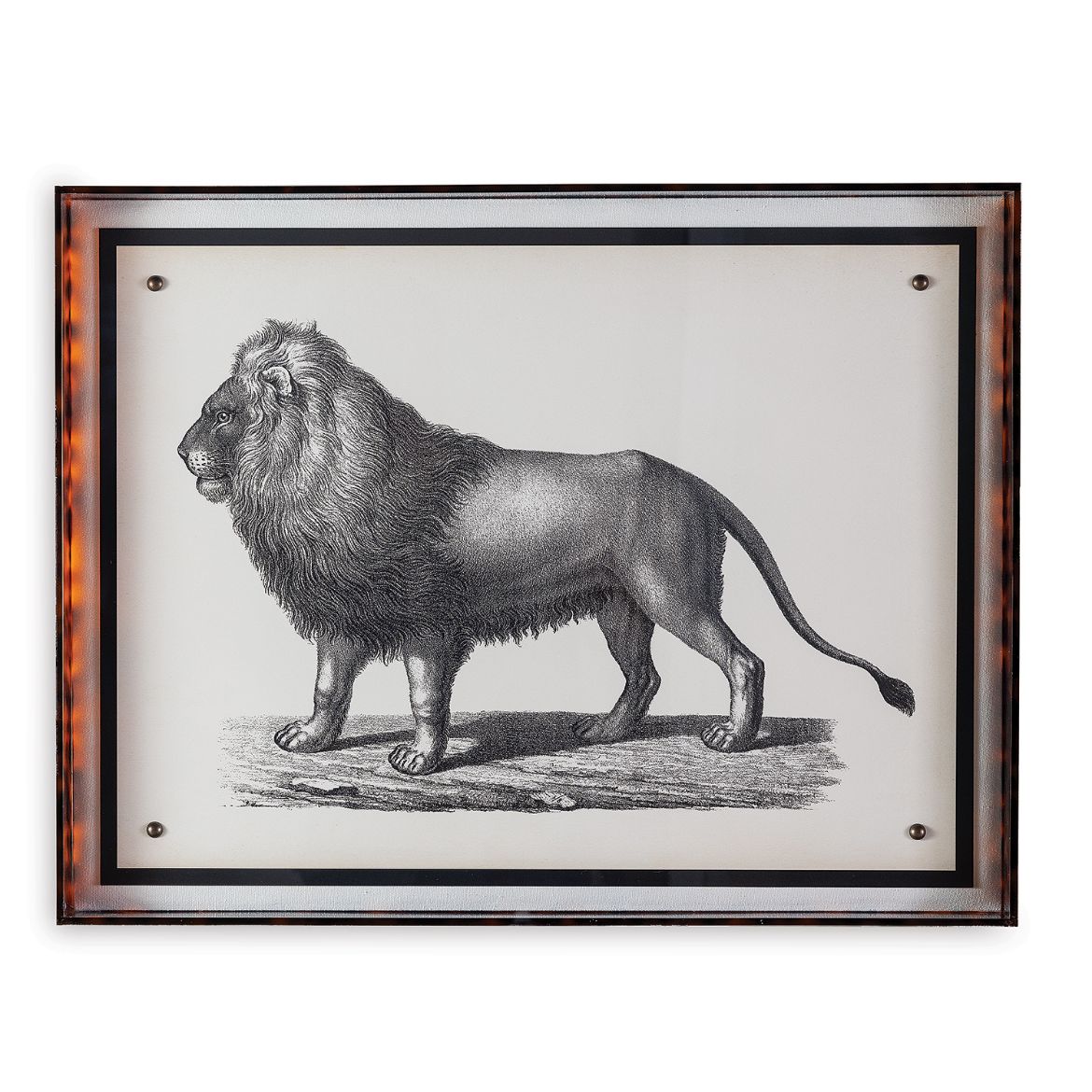 Picture of Lion