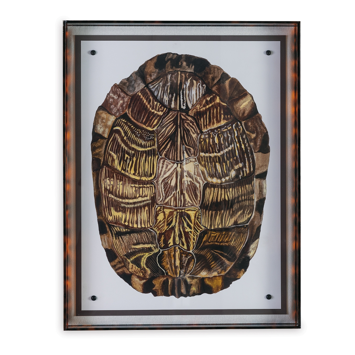 Picture of Tortoise I