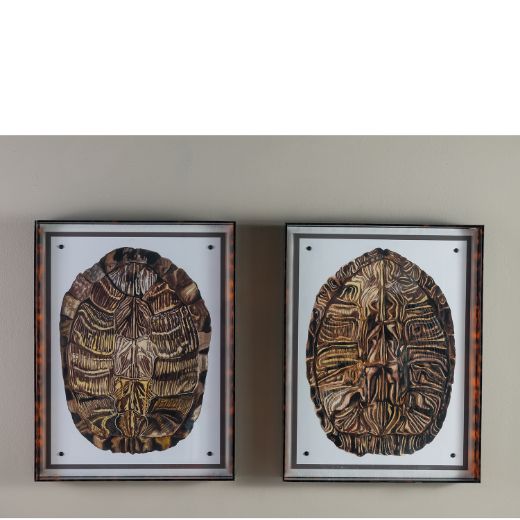 Picture of Tortoise II