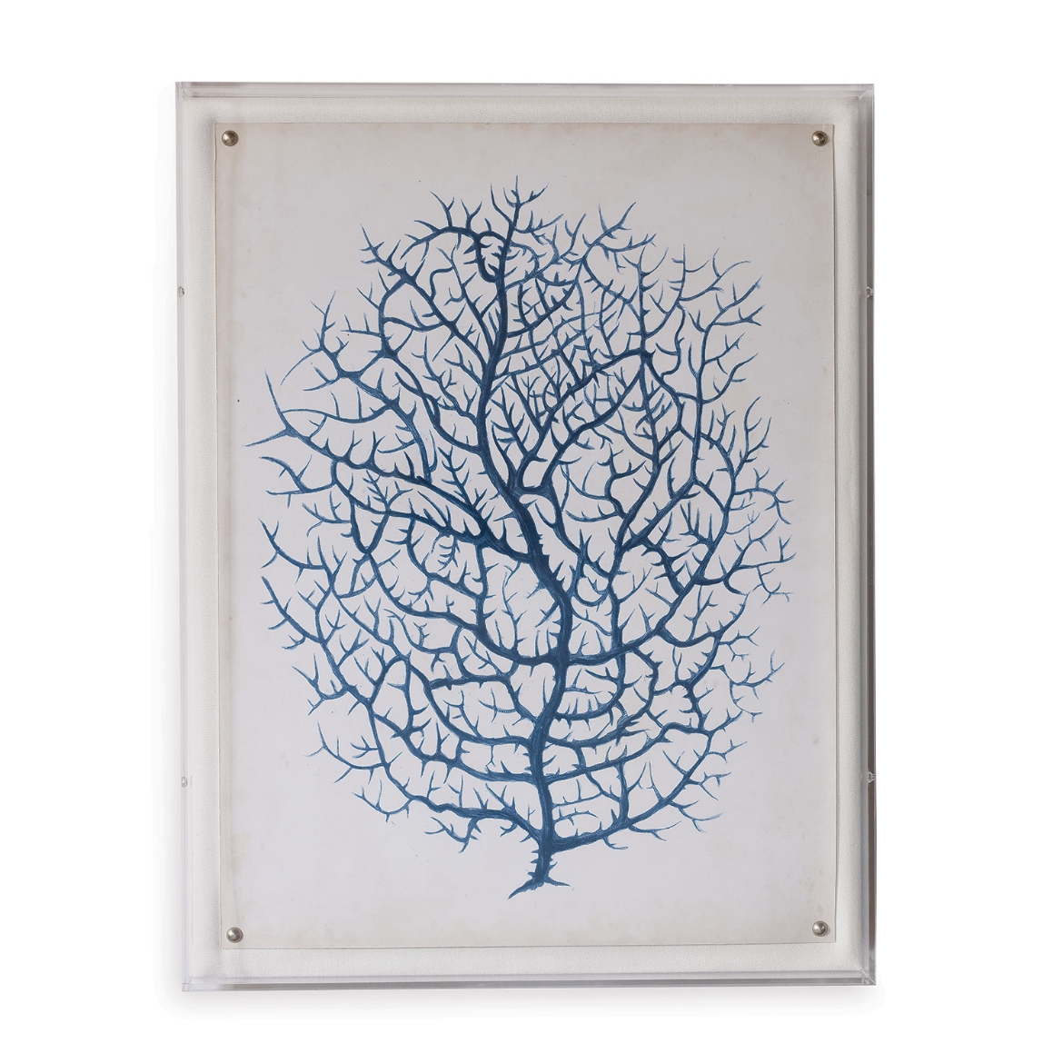 Picture of Coral IV