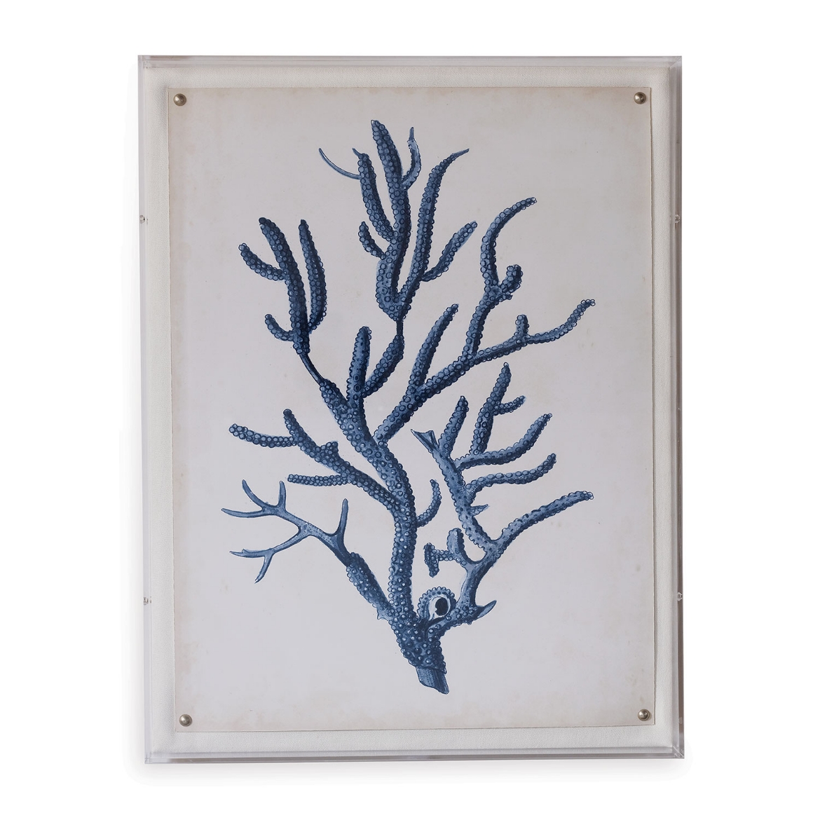 Picture of Coral VI